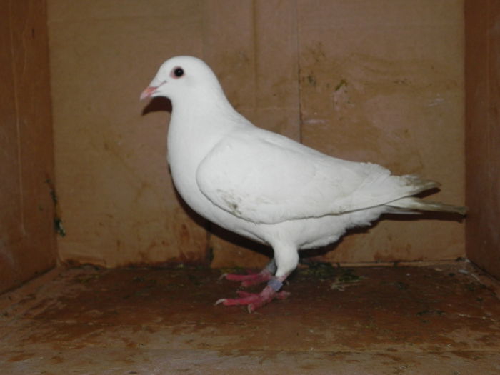 DSCN8100