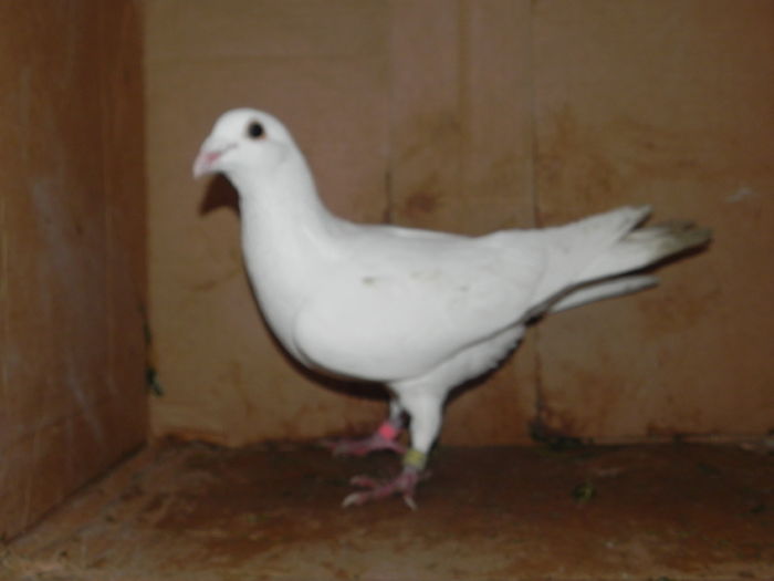 DSCN8106