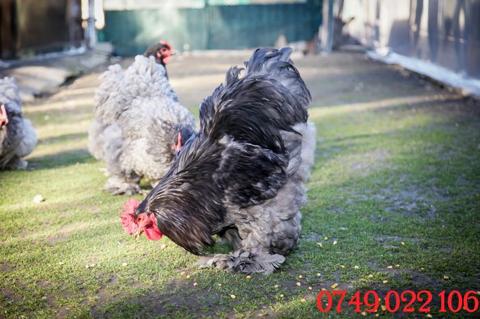 IMG_0007 - Cochinchina urias albastru - matca pt anul 2016