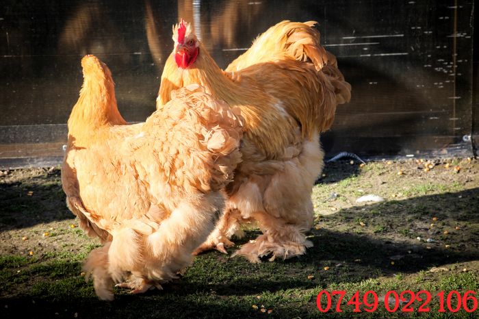 IMG_0518 - Cochinchina urias galben - matca pt anul 2016