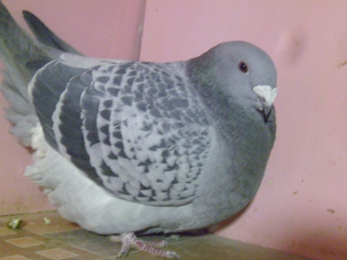 P1020186