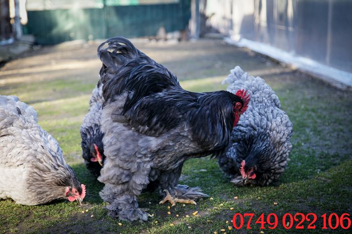 IMG_0009 - Comenzi de oua pt anul 2016