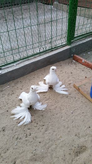  - 8___-PERSOANE CU CARE AM COLABORAT- VANZARI
