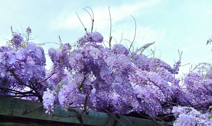 P1170018 - Wisteria