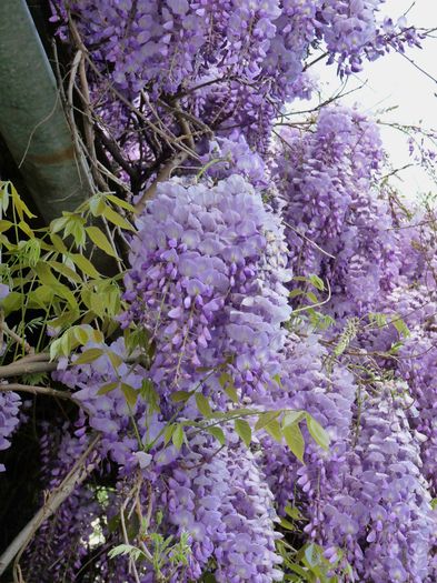 P1170022 - Wisteria