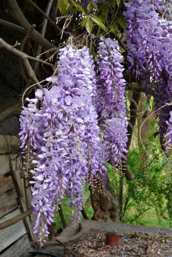 P1170023 - Wisteria