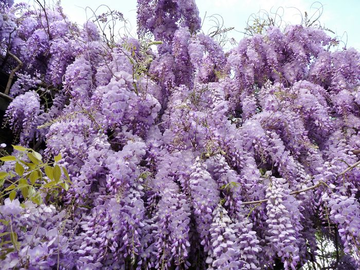 P1170027 - Wisteria