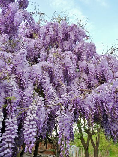 P1170029 - Wisteria