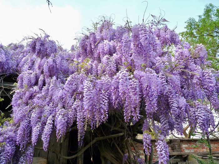 P1170035 - Wisteria