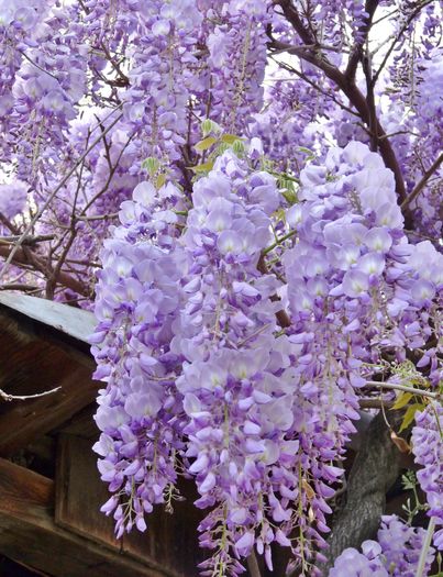 P1170048 - Wisteria