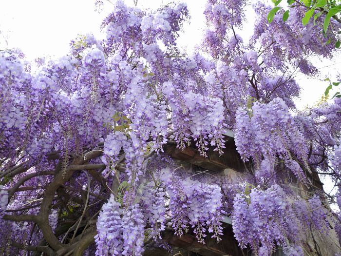 P1170051 - Wisteria