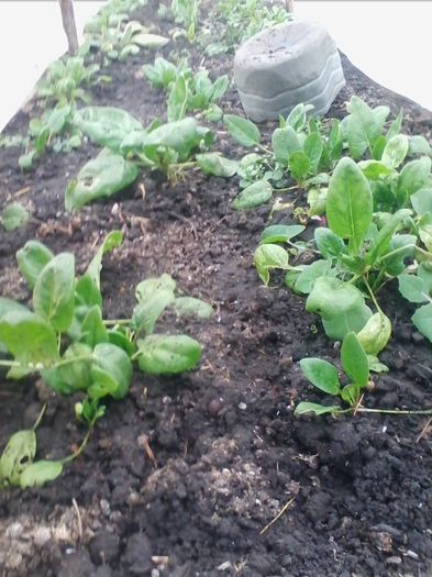 spanac-12 ianuarie - a-a Gradina de legume  2016