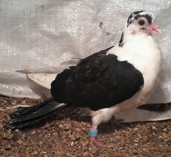 ianuarie 2016 din cazatori