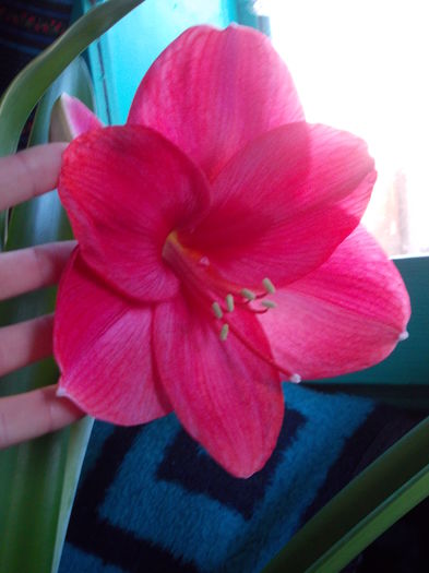 DSCN9514 - amaryllis
