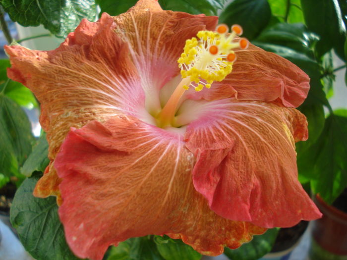 DSC04358 - HIBISCUS 2016