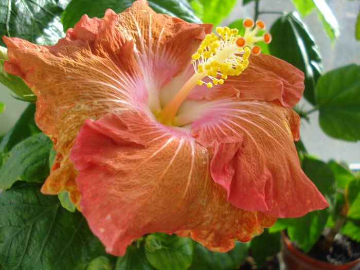 DSC04360 - HIBISCUS 2016