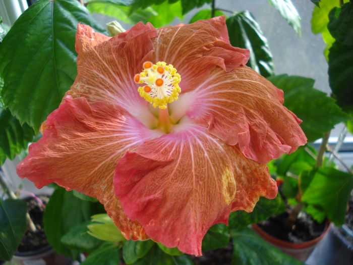 DSC04356 - Hibiscus Little Special