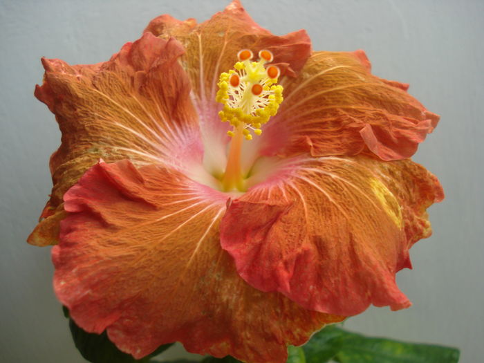 DSC04364 - Hibiscus Little Special