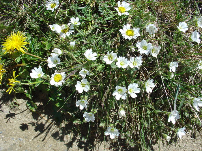 DSC07652 - Flori albe