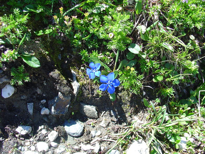 Gentiana - Flori albastre