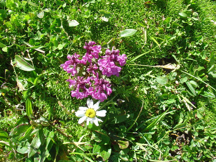 DSC07663 - Flora spontana