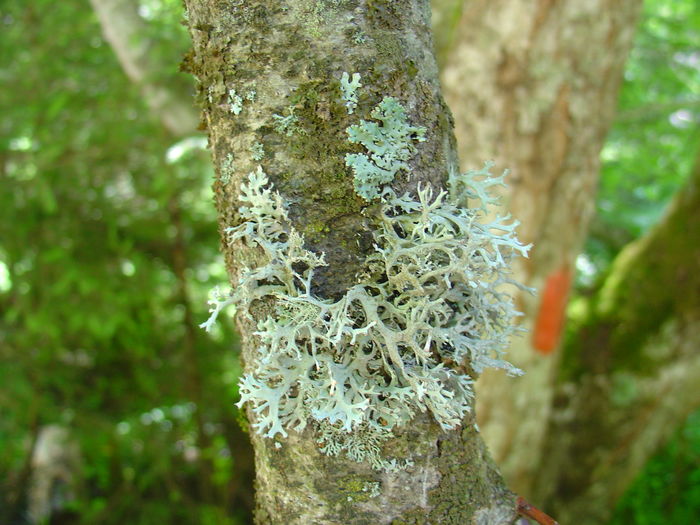 DSC07759 - Flora spontana