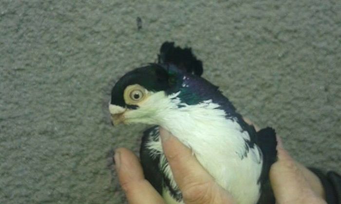 12516534_532148786958443_2040487872_n