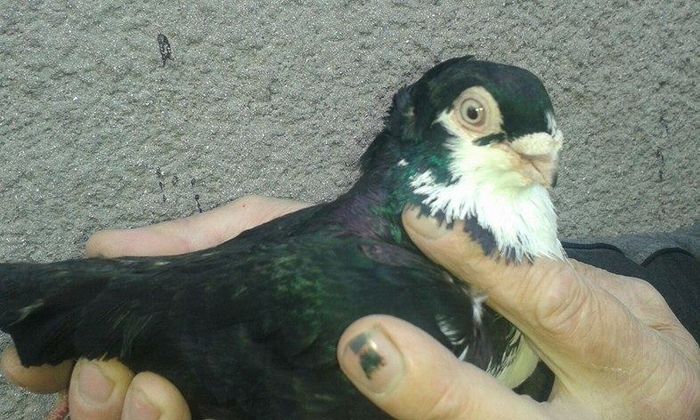 12540332_532148790291776_72434558_n