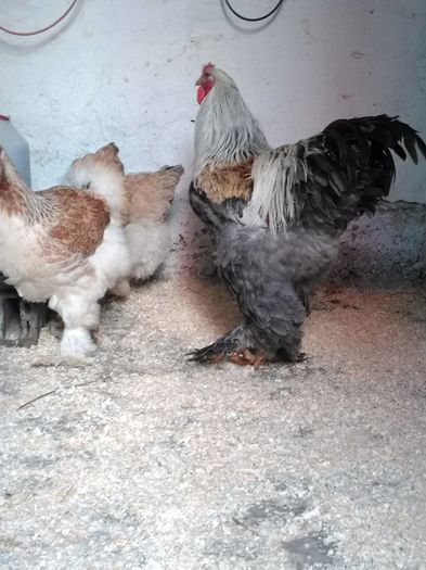 6598_1032156303473924_5246523219390534254_n - Brahma Somon