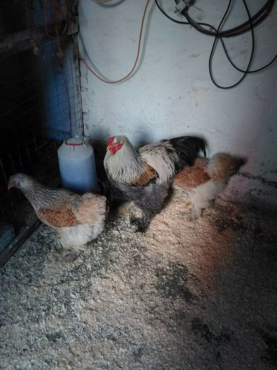 12494990_1032156350140586_6945057375239713172_n - Brahma Somon