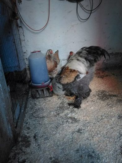 12524187_1032156410140580_7932307280251648096_n - Brahma Somon