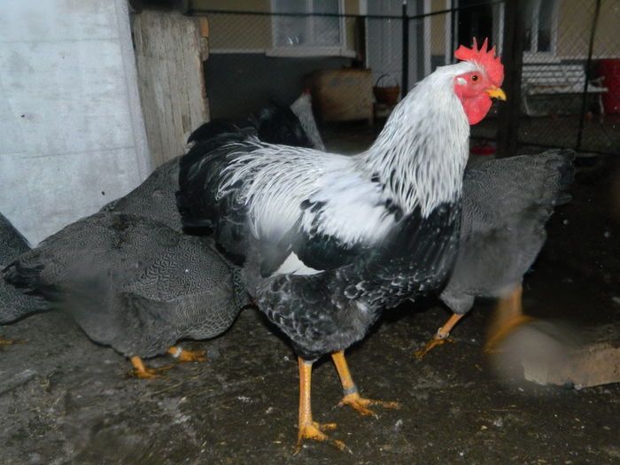 Cocos matca 1