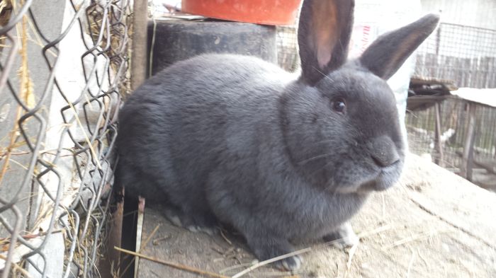 20160113_151929 - Albastru Vienez