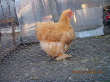 105261442_GXGADVN - Cochin galben