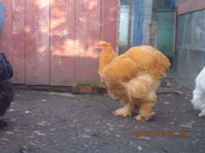 104690152_CMDJWKX3 - Cochin galben