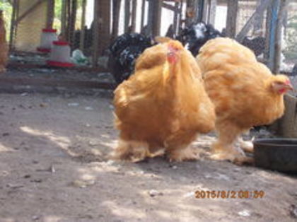 103912892_IWSCVYH - Cochin galben