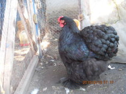 104416640_EDGRVUF3 - Cochin negru 2016-2017