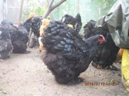 104648683_IDZPBAB3 - Cochin negru 2016-2017