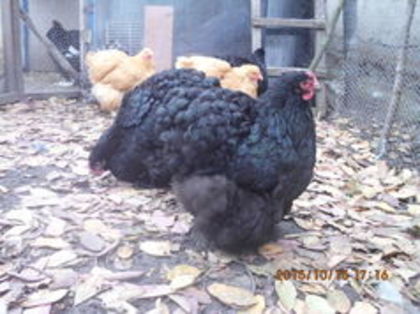 104836257_GARGCZJ - Cochin negru 2016-2017