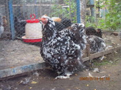 104416626_VSRJKKD3 - cochin bobat