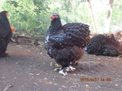 104474050_WQUYNGB - cochin bobat