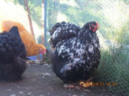 104474055_OHVCCVX3 - cochin bobat