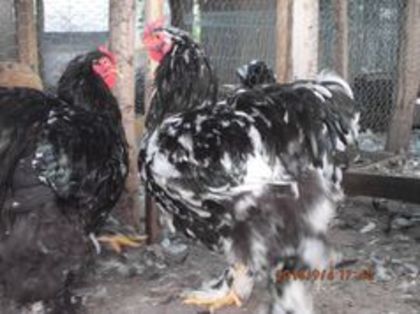 104588253_XCVJPMV - cochin bobat