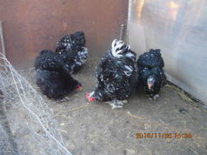 105261445_LIUUJJT - cochin bobat
