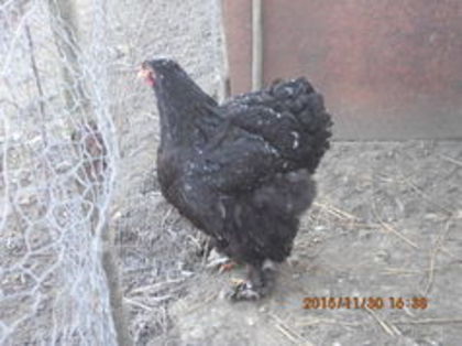 105261452_BSDNBRK - cochin bobat
