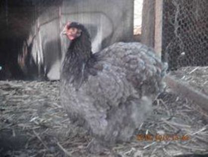 5862_1719007601666371_3607529521583892803_n