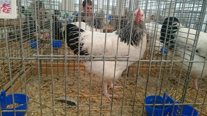 Campioana europeana 2015