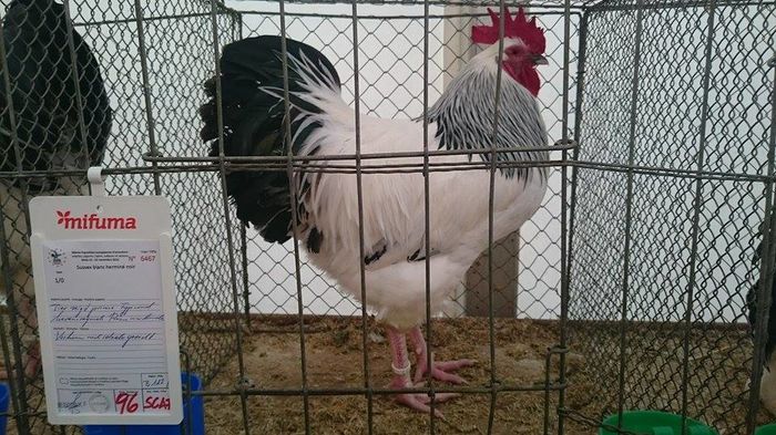 Campion european 2015