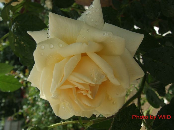 917 - lacrimile culorilor