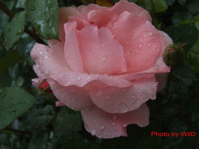 6097 - lacrimile culorilor